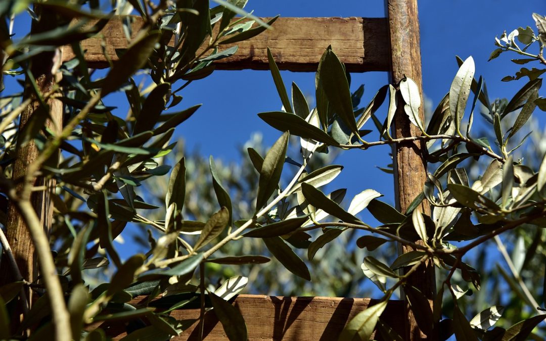 Simbología del olivo.